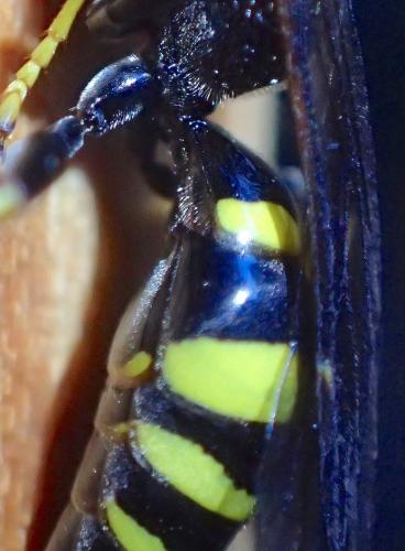 Gorytes quinquecinctus